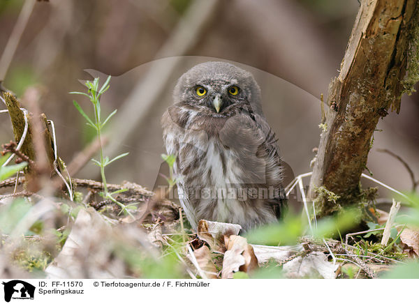 Sperlingskauz / Eurasian pygmy owl / FF-11570