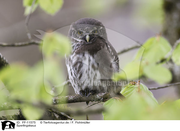 Sperlingskauz / Eurasian pygmy owl / FF-11575