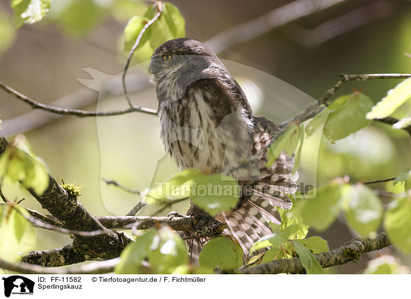 Sperlingskauz / Eurasian pygmy owl / FF-11582