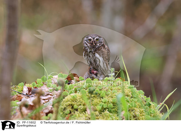Sperlingskauz / Eurasian pygmy owl / FF-11602