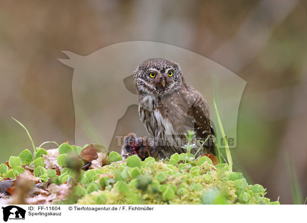 Sperlingskauz / Eurasian pygmy owl / FF-11604
