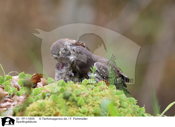 Sperlingskuze / Eurasian pygmy owls / FF-11605