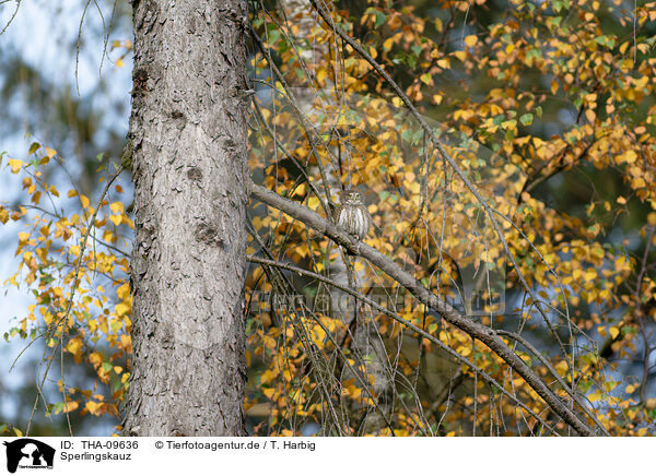 Sperlingskauz / Eurasian pygmy owl / THA-09636