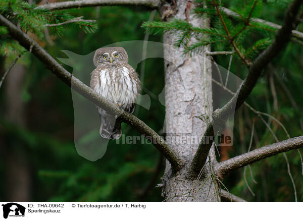 Sperlingskauz / Eurasian pygmy owl / THA-09642
