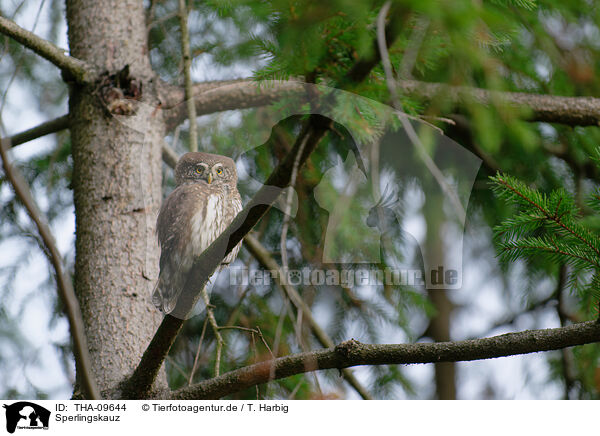 Sperlingskauz / Eurasian pygmy owl / THA-09644
