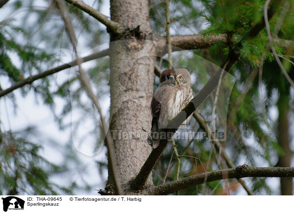 Sperlingskauz / Eurasian pygmy owl / THA-09645