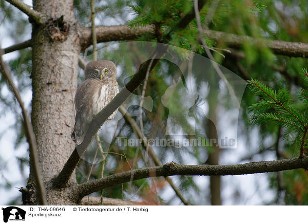 Sperlingskauz / Eurasian pygmy owl / THA-09646