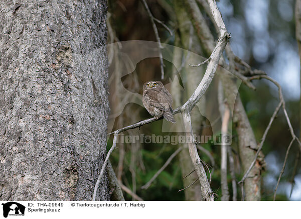 Sperlingskauz / Eurasian pygmy owl / THA-09649