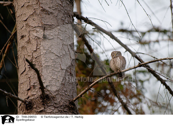Sperlingskauz / Eurasian pygmy owl / THA-09653