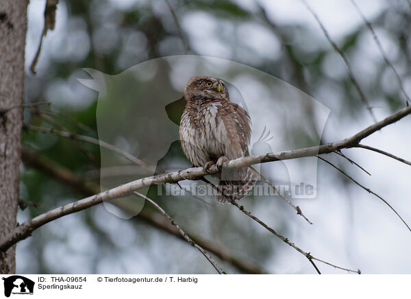 Sperlingskauz / Eurasian pygmy owl / THA-09654