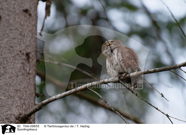 Sperlingskauz / Eurasian pygmy owl / THA-09655
