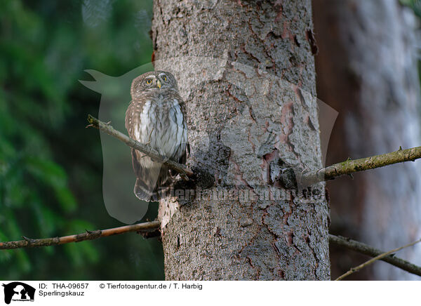 Sperlingskauz / Eurasian pygmy owl / THA-09657
