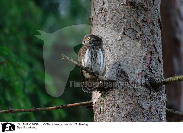 Sperlingskauz / Eurasian pygmy owl / THA-09658