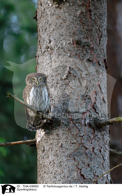 Sperlingskauz / Eurasian pygmy owl / THA-09660