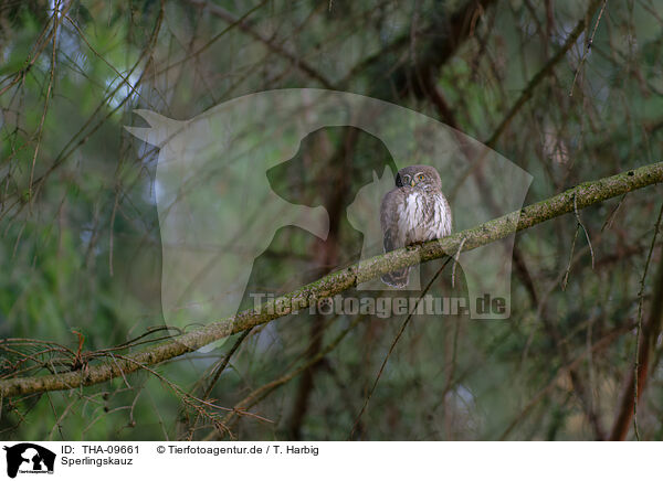 Sperlingskauz / Eurasian pygmy owl / THA-09661