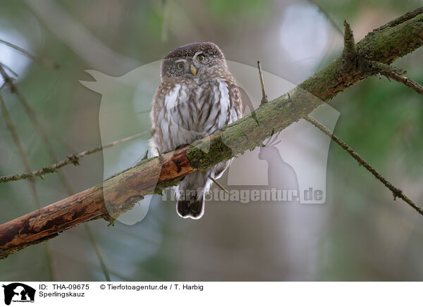 Sperlingskauz / Eurasian pygmy owl / THA-09675