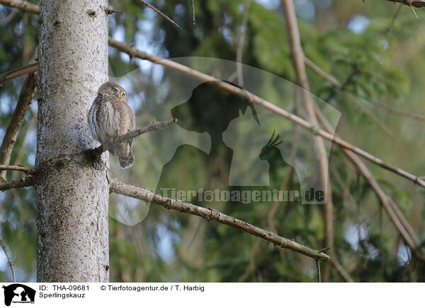 Sperlingskauz / Eurasian pygmy owl / THA-09681