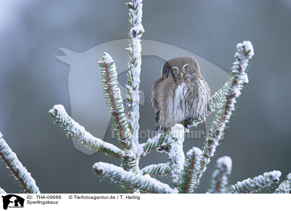 Sperlingskauz / Eurasian pygmy owl / THA-09686