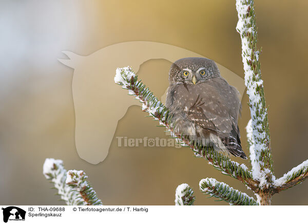 Sperlingskauz / Eurasian pygmy owl / THA-09688