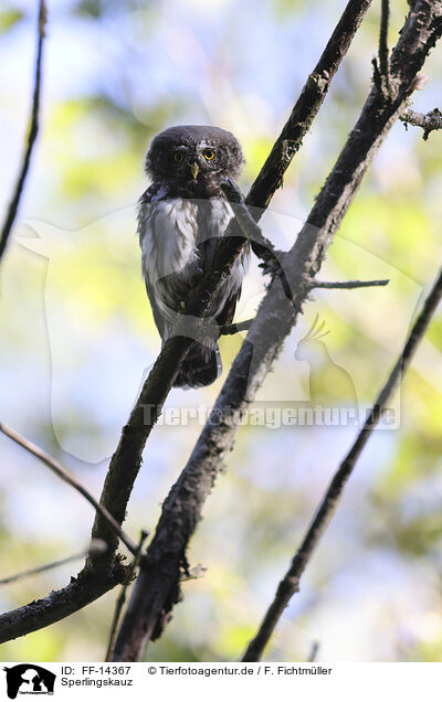 Sperlingskauz / Eurasian pygmy owl / FF-14367