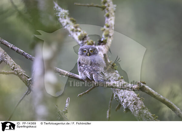 Sperlingskauz / Eurasian pygmy owl / FF-14369