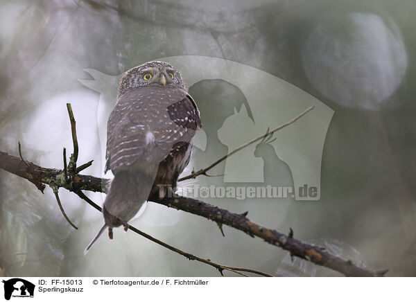 Sperlingskauz / owlet / FF-15013