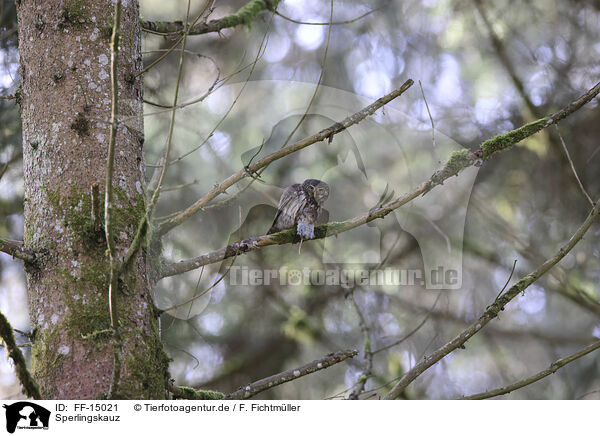 Sperlingskauz / owlet / FF-15021