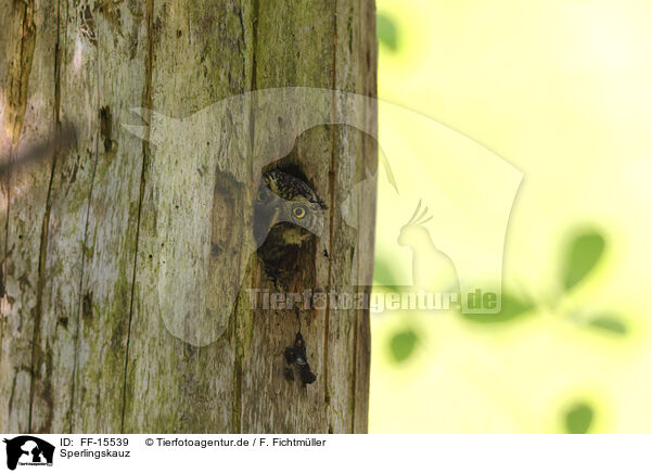 Sperlingskauz / pygmy owl / FF-15539