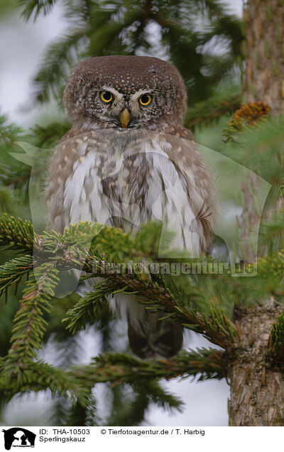 Sperlingskauz / owlet / THA-10503