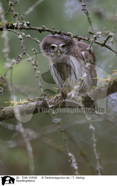 Sperlingskauz / owlet / THA-10506