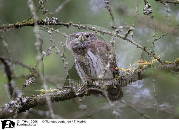 Sperlingskauz / THA-10508