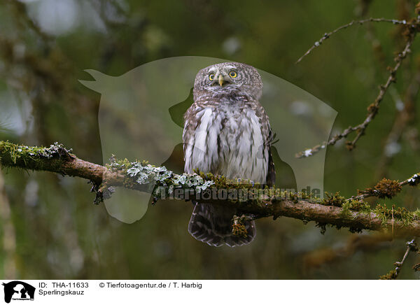 Sperlingskauz / owlet / THA-11633