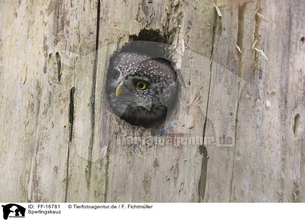 Sperlingskauz / gnome owl / FF-16781