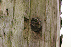 Sperlingskauz