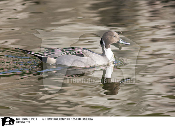 Spieente / northern pintail / MBS-14615