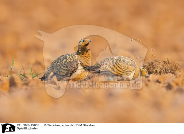 Spieflughuhn / pin-tailed sandgrouse / DMS-15938