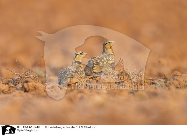 Spie�flughuhn / pin-tailed sandgrouse / DMS-15940