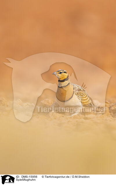 Spieflughuhn / pin-tailed sandgrouse / DMS-15956