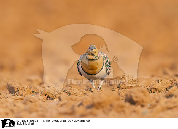 Spieflughuhn / pin-tailed sandgrouse / DMS-15961