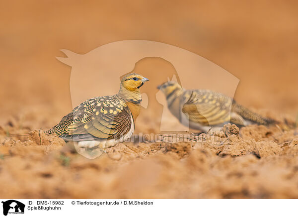 Spieflughuhn / pin-tailed sandgrouse / DMS-15982