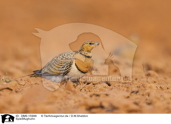 Spieflughuhn / pin-tailed sandgrouse / DMS-15988