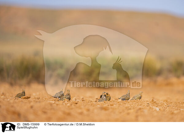 Spieflughuhn / pin-tailed sandgrouse / DMS-15999