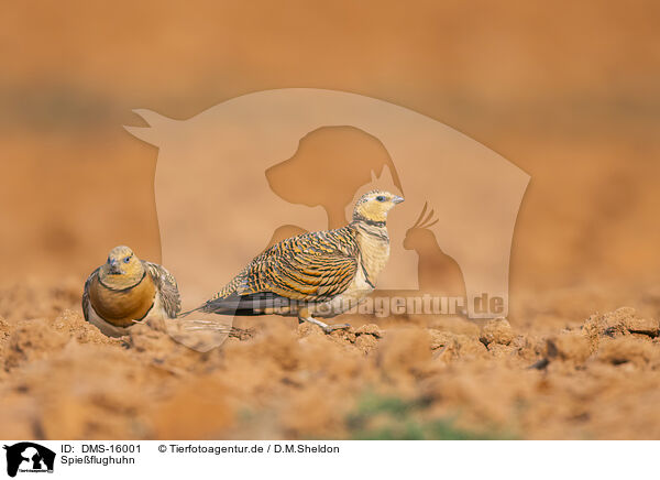 Spieflughuhn / pin-tailed sandgrouse / DMS-16001