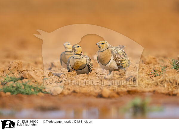Spieflughuhn / pin-tailed sandgrouse / DMS-16006