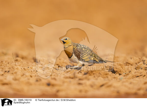 Spieflughuhn / pin-tailed sandgrouse / DMS-16019