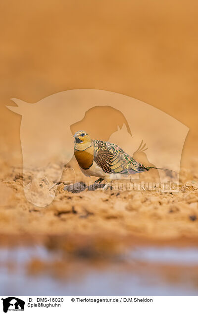 Spieflughuhn / pin-tailed sandgrouse / DMS-16020