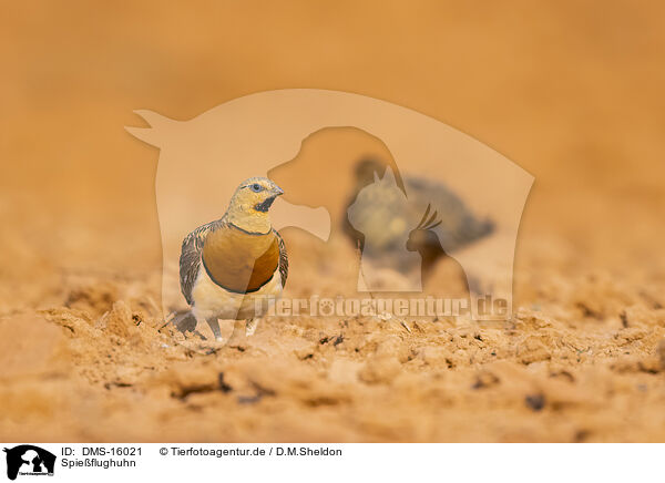 Spieflughuhn / pin-tailed sandgrouse / DMS-16021