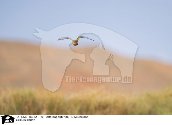 Spieflughuhn / pin-tailed sandgrouse / DMS-16032