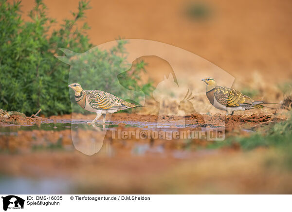 Spieflughuhn / pin-tailed sandgrouse / DMS-16035