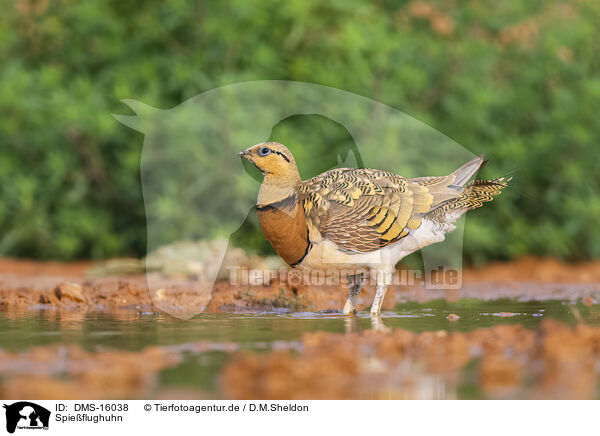 Spieflughuhn / pin-tailed sandgrouse / DMS-16038